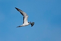 Sooty Tern.20161119_DSC3458