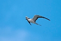 Sooty Tern.20161119_DSC3466