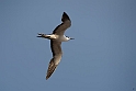 Sooty Tern.20161120_DSC3666