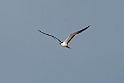 Sooty Tern.20161120_DSC3681