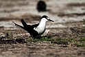 Sooty Tern.20161123_DSC4498
