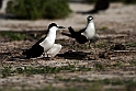 Sooty Tern.20161123_DSC4539