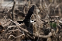 Sooty Tern_20161123DSC4550
