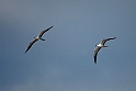 Sooty tern_20161123DSC4459