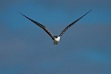 Sooty tern_20161123DSC4546