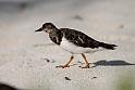 Turnstone.20161121_DSC4122