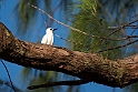 White Tern_20161119.DSC3508