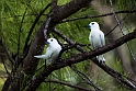White tern_20161122DSC4305