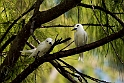 White tern_20161122DSC4331