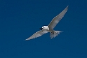 White tern_2161123DSC4605