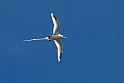 White-tailed Tropicbird.20161120_DSC3858