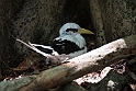White-tailed Tropicbird.20161128_6332