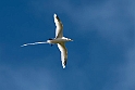 White-tailed Tropicbird_20161120.DSC3855