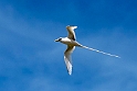 White-tailed Tropicbird_201620.DSC3813