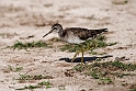 Wood Sandpiper.20161122_DSC4282