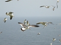 DSCN1431