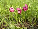DSCN1684