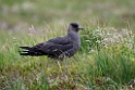 Alm kjove.20170627_7834