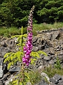 Blomst.20170630_162334