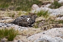 Fjeldrype.20170620_8157