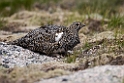 Fjeldrype.20170620_8159