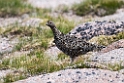 Fjeldrype.20170620_8171