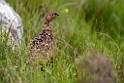 Grouse.20170627_7853