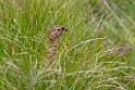 Grouse.20170627_7865