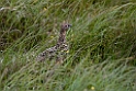 Grouse.20170627_7881