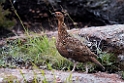 Grouse.20170627_7890