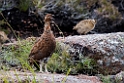 Grouse.20170627_7908