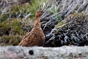 Grouse.20170627_7924