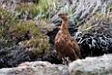 Grouse.20170627_7925