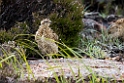 Grouse.20170627_7927