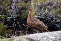 Grouse.20170627_7934