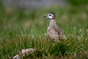 Pomeransfugl.20170620_8117