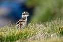 Pomeransfugl.20170620_8133