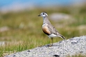 Pomeransfugl.20170620_8188