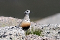 Pomeransfugl.20170620_8194