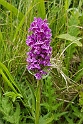 Purpur gøgeurt.20170625_105252