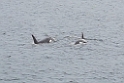 Spækhugger.20170622_192345