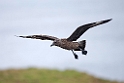 Storkjove.20170627_7821