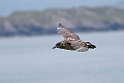 Storkjove.20170627_7988