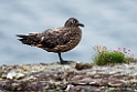 storkjove.20170627_7805