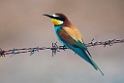 Biæder.20120415_9080