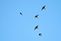 Biæder.20120416_9111