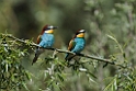 Biæder.20120416_9209