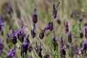 Blomst.20120415_9052
