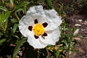 Blomst.201217apr_5180