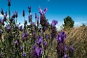 Blomst.201217apr_5184